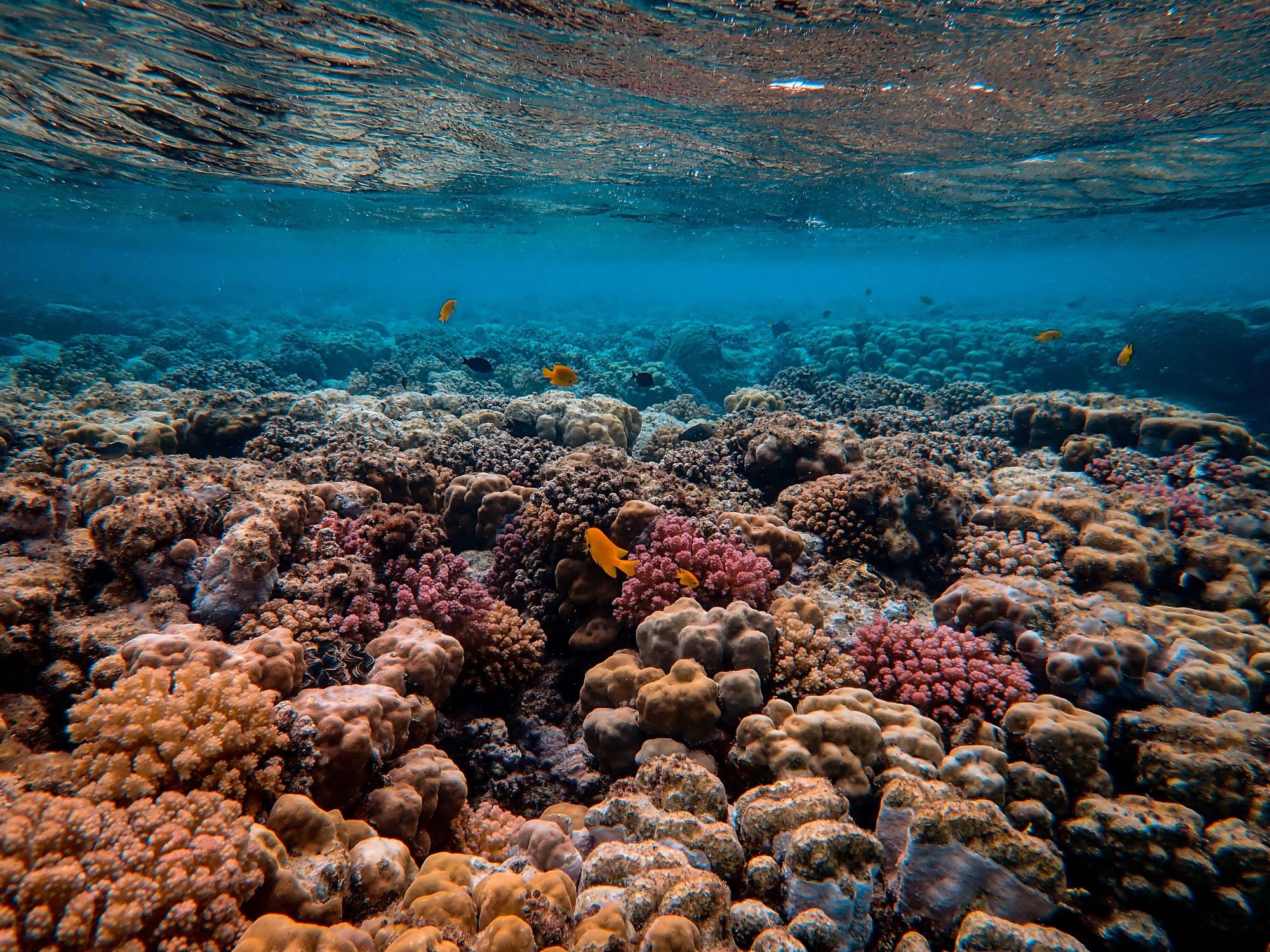 underwater fishing camera