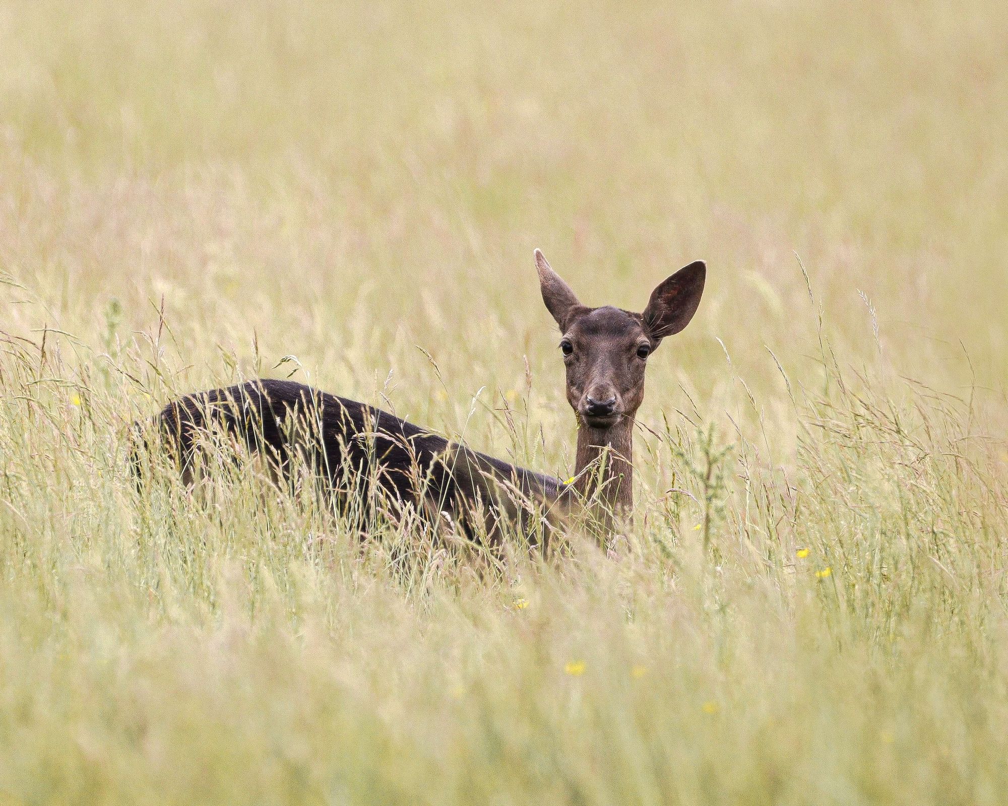 best deer camera