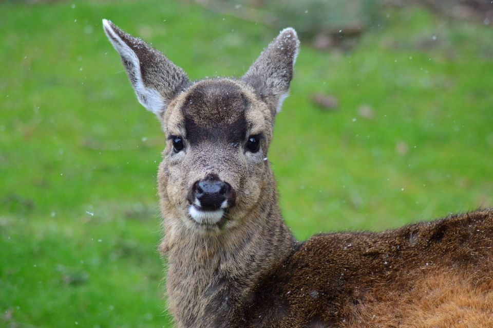 Best Deer Camera - Best Trail Cameras For Hunting On Budget