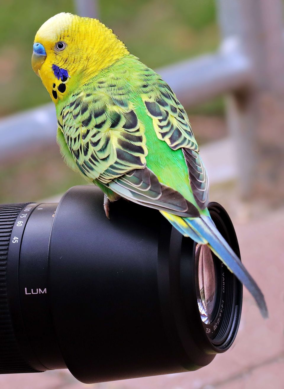 best monopod for wildlife photography